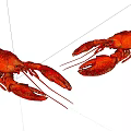 Two Red Aquatic Lobsters Displayed on White Background with Natural Features 3d model