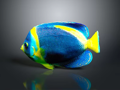 Colorful Blue Yellow Tropical Fish With Vibrant Scales And Dark Background Reflection 3d model