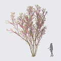 Flowering Tree With Pink Foliage Multiple Trunks And Silhouette Figure Standing Beside It