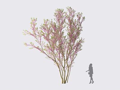 Flowering Tree With Pink Foliage Multiple Trunks And Silhouette Figure Standing Beside It 3d model