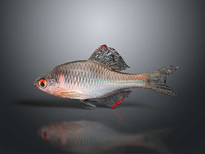 Shiny silver fish with red fins red eyes striped body and visible scales 3d model