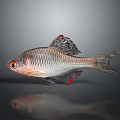 Shiny silver fish with red fins red eyes striped body and visible scales