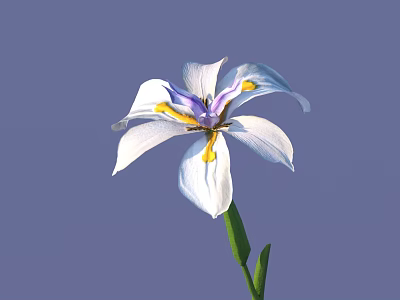 Beautiful White Flower With Purple And Yellow Stamens Green Stem And Leaves On Purple Background 3d model