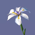 Beautiful White Flower With Purple And Yellow Stamens Green Stem And Leaves On Purple Background