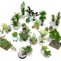 Various Types of Bonsai and Potted Plants in Decorative Pots