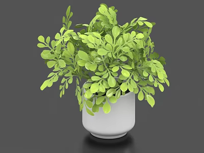 Bonsai Potted Plant With Green Lush Leaves In White Ceramic Pot For Indoor Decoration 3d model