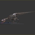 Modern skeleton dinosaur Jurassic pterosaur longnecked dinosaur 3d model