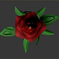Red Rose Plant with Green Stem and Leaves on Gray Background with Clear Reflection