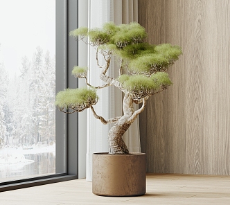 Bonsai 3d model