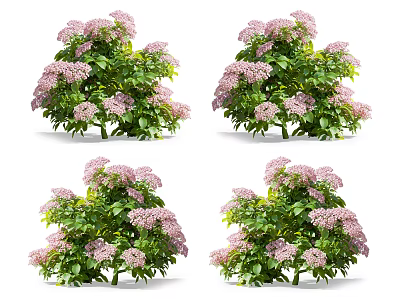 Four Potted Pink Flower Bushes With Green Leaves And Vibrant Pink Blooms 3d model