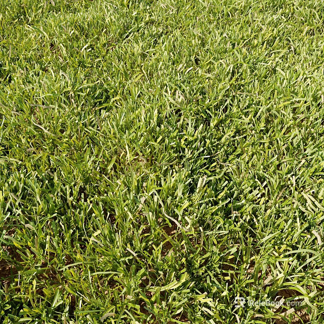 Lush Green Grass Lawn With Natural Growing Leaves And Vibrant Green Foliage 3d model 