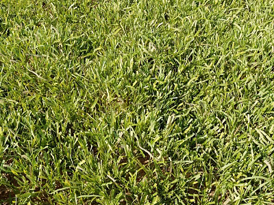 Lush Green Grass Lawn With Natural Growing Leaves And Vibrant Green Foliage 3d model