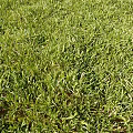 Lush Green Grass Lawn With Natural Growing Leaves And Vibrant Green Foliage