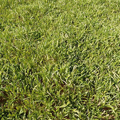 Lush Green Grass Lawn With Natural Growing Leaves And Vibrant Green Foliage 3d model