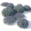 Teucrium fruticans Shrub With Purple Flowers And Round Silvery Green Foliage