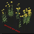 Flipped Leaf Sunflower Shrub Featuring Bright Yellow Flowers And Lush Green Leaves