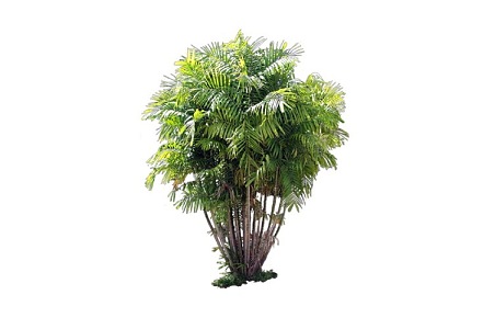 Shrubs 3d model