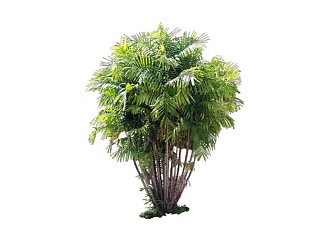 Shrubs 3d model