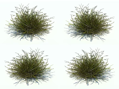 Green Grass Clumps with Slender Leaves and Small Spikelets on White Background 3d model