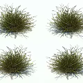 Green Grass Clumps with Slender Leaves and Small Spikelets on White Background