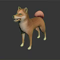Brown Shiba Inu Standing With Curled Tail On Dark Reflective Surface