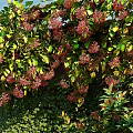 Lush Living Plant Wall With Green Vines Bushes And Decorative Pebble Border