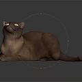 Realistic Brown Cat With Yellow Eyes Lying On Dark Background 3d model