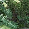 Lush Garden Landscape Design With Dense Trees And Various Green Vegetation