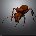 Detailed Brown Ant 3D Model With Realistic Close Up View On Dark Background