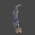 Realistic 3D Model of Standing Fox With Brown And Gray Fur On Gray Background