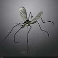 Detailed Mosquito With Transparent Wings Long Legs And Black White Body On Gray Background