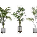 Different Bonsai Plant Varieties With White Pots And Wooden Stands On White Background