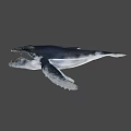 Humpback Whale With Open Mouth And Visible Baleen Plates Against Dark Deep Ocean Background