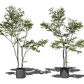 Two Lush Bonsai Trees With Green Foliage In Gray Pots For Indoor Decor