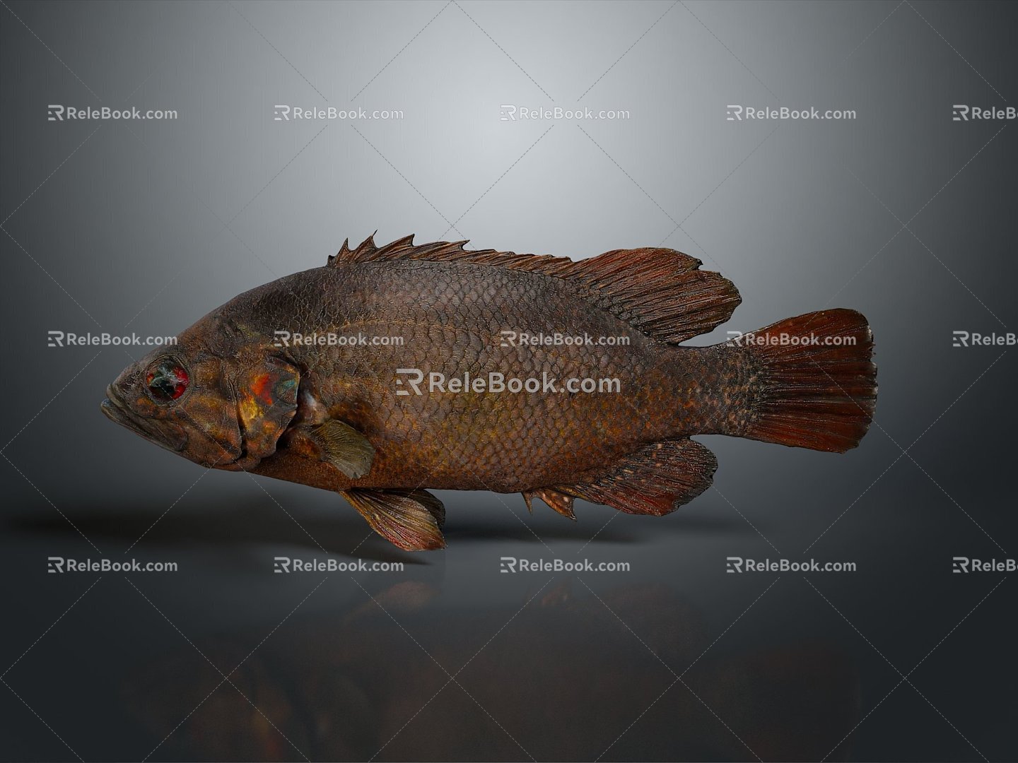 Catfish Carp Sturgeon Bass Freshwater Fish Various Carp Grass Carp Crucian Carp 3d model