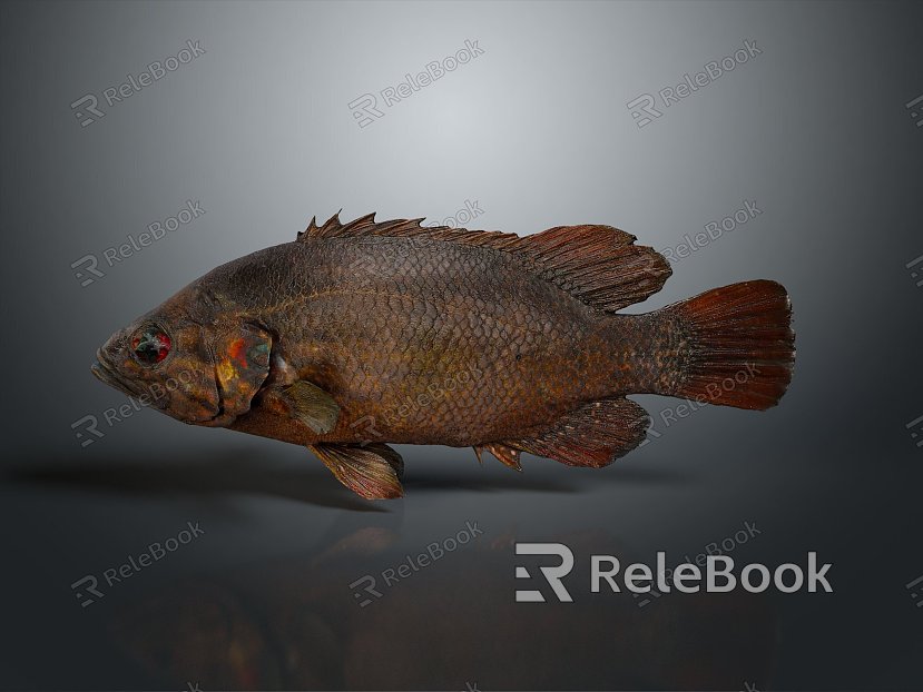 Catfish Carp Sturgeon Bass Freshwater Fish Various Carp Grass Carp Crucian Carp model