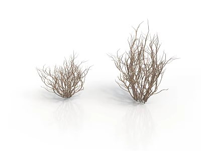 Two Clumps of Natural Leafless Dry Branches Plant on White Background 3d model