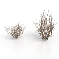 Two Clumps of Natural Leafless Dry Branches Plant on White Background