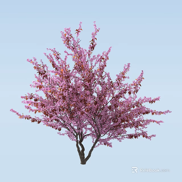 Vibrant Pink Flowering Arbor With Lush Canopy Against Clear Blue Sky 3d model 