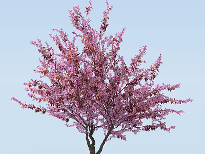 Vibrant Pink Flowering Arbor With Lush Canopy Against Clear Blue Sky 3d model