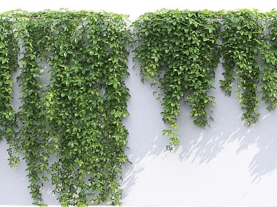 Green Climbing Vines Covering White Wall With Lush Hanging Foliage 3d model Green Climbing Vines Covering White Wall With Lush Hanging Foliage 3d model