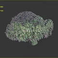 Vibrant Fresh Green Broccoli Florets Close Up View Isolated On Dark Background