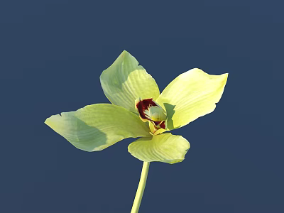 Light Green Orchid With Star Shaped Petals And Deep Red Center On Deep Blue Background 3d model