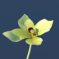 Light Green Orchid With Star Shaped Petals And Deep Red Center On Deep Blue Background
