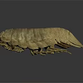 Pill Bug With Brown Segmented Oval Shaped Body On Dark Background 3d model