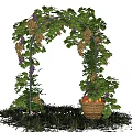 Pergola Adorned With Climbing Grape Vines Green Leaves Purple Clusters And Wicker Basket On Grass