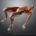 Human Organ Muscle Anatomy 3D Model Showing Detailed Muscular Structure In Lying Position