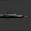 Silver Gray Fish With Red Eyes And Black Fins On Gray Background