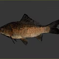 Catfish Carp Sturgeon Bass Freshwater Fish Various Carp Grass Carp Crucian Carp 3d model