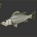Fresh Silver Fish With Prominent Fins And Eyes On Dark Reflective Surface